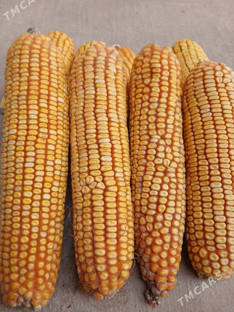 mekgemekge - Теджен - img 1