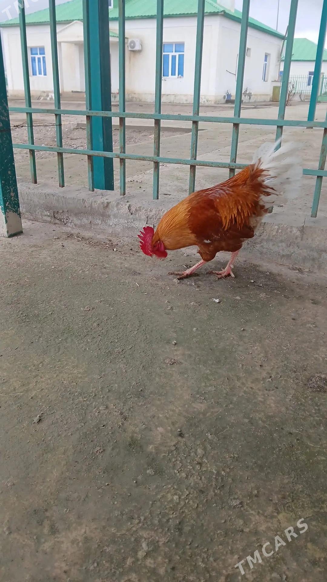 Lohman brown horaz - Гызыларбат - img 1