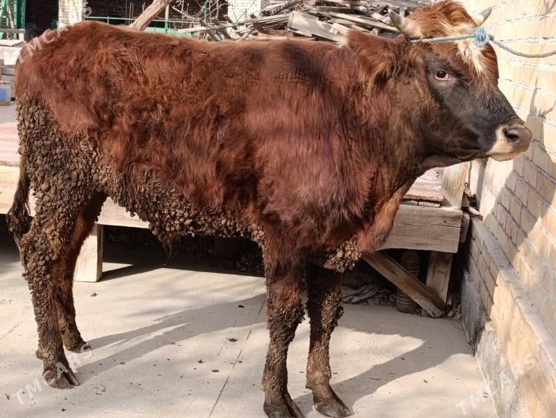 Okuzler - Туркменабат - img 1