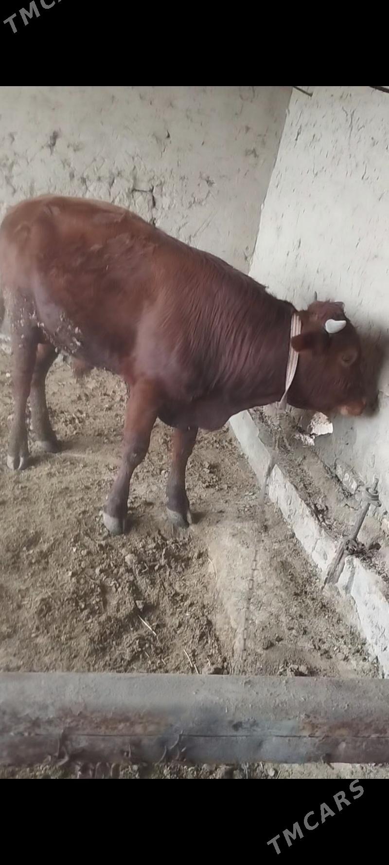 öküz bakylan - Мургап - img 1