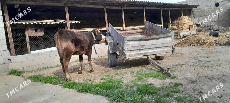 Swes tuwe - Aşgabat - img 1