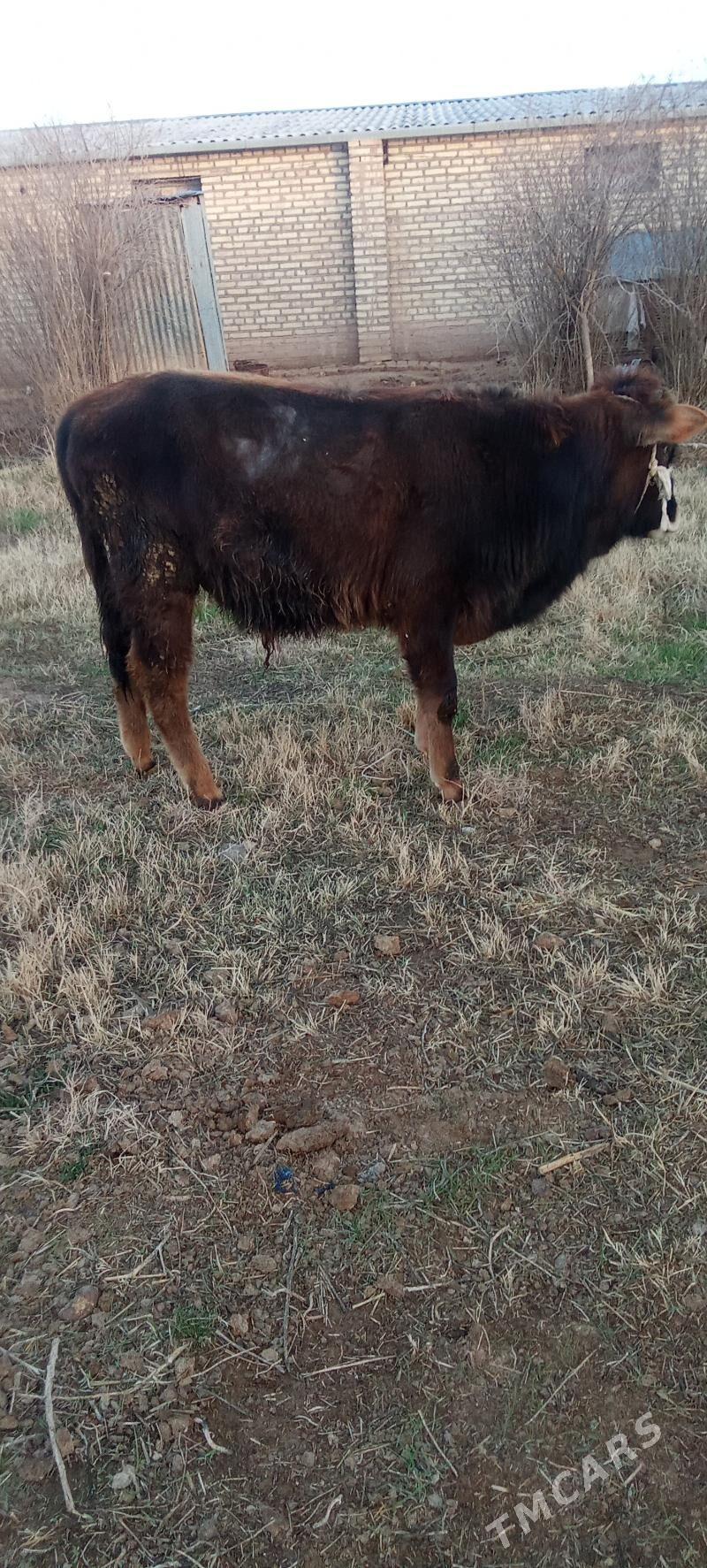 öküz - Бабадайхан - img 1