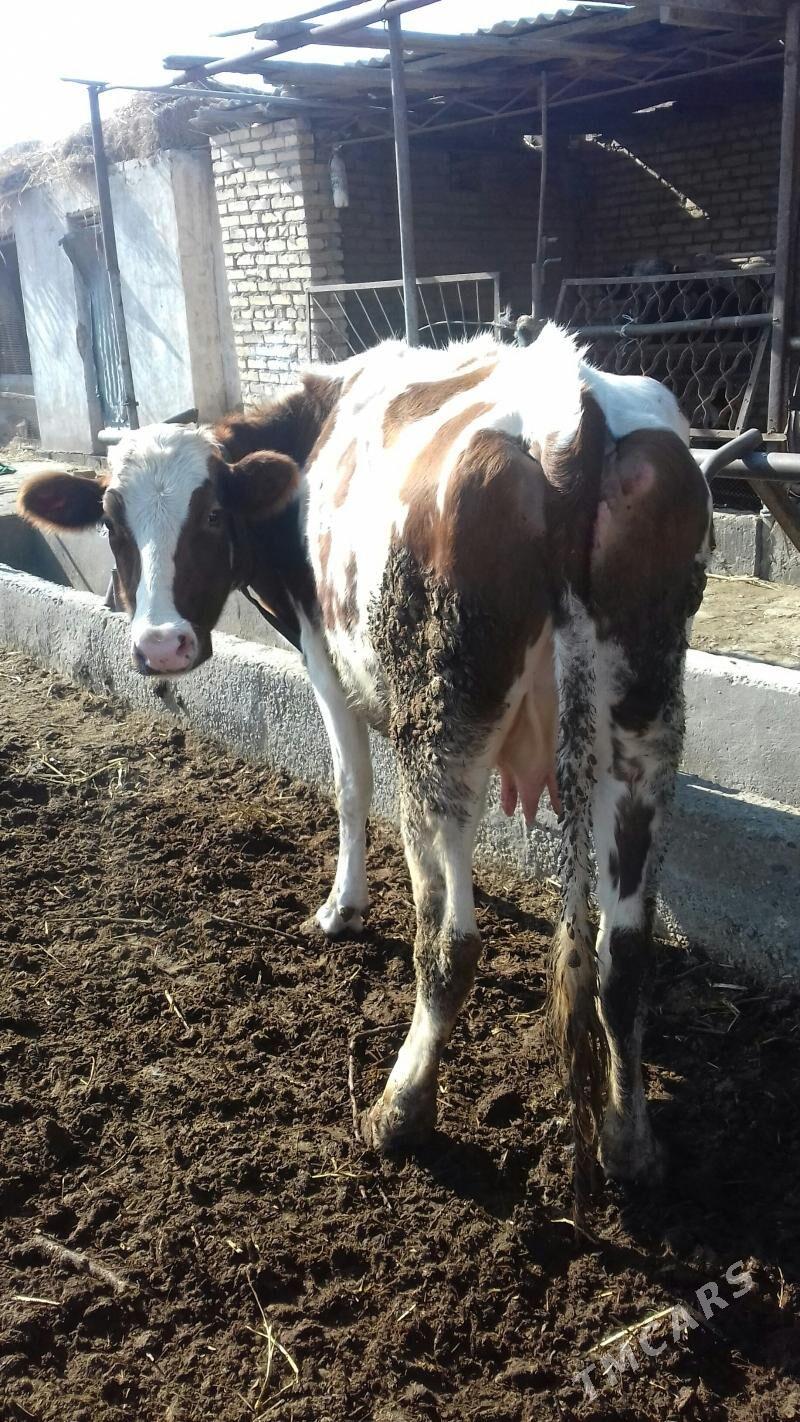 simental sygyr - Çärjew - img 1