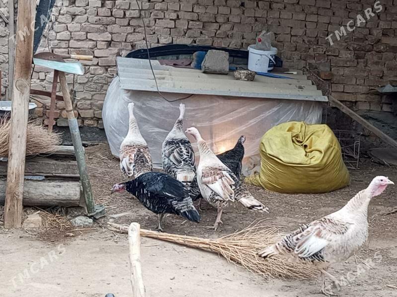 undiklar 3kl 4 kl - Туркменабат - img 1