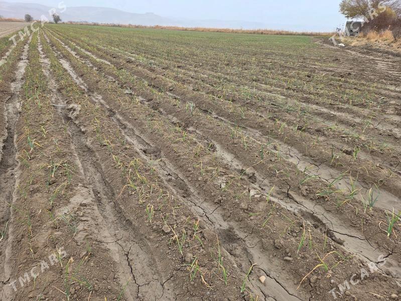 suwçy - Тагтабазар - img 1