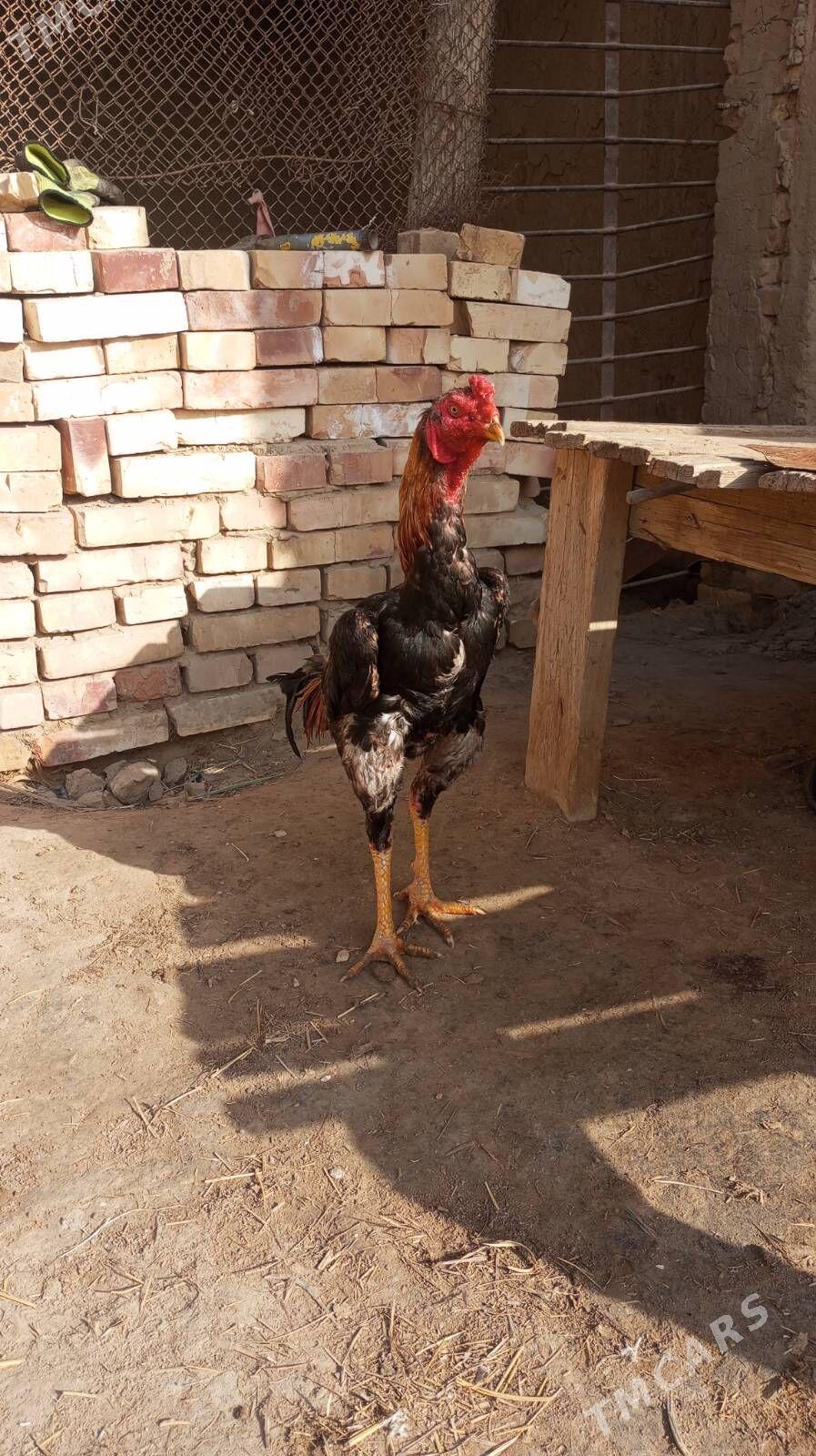 baysy - Байрамали - img 1