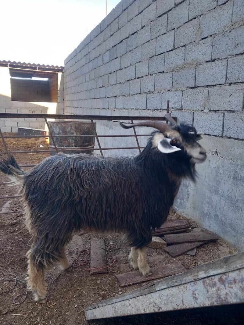 Erkeç - Jebel - img 1