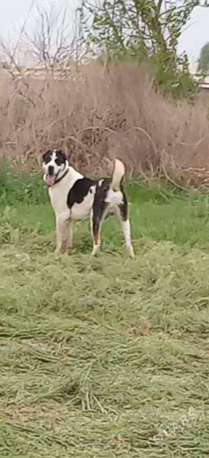 Алабай гужук - Векильбазар - img 1