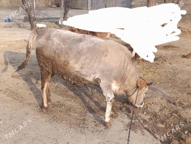 Tüwe - Бахарден - img 1