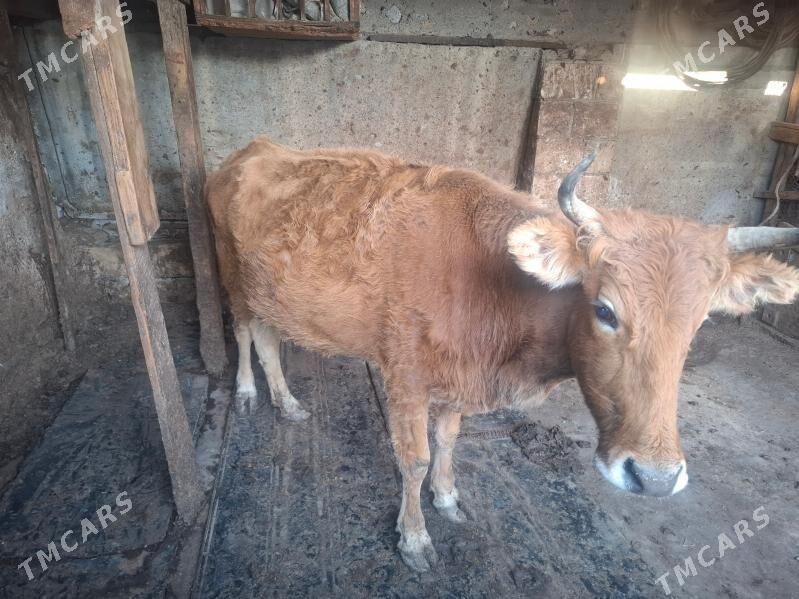 sygyr - Balkanabat - img 1