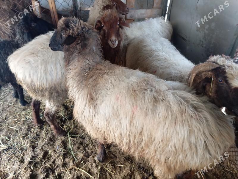 goyun - Ашхабад - img 1