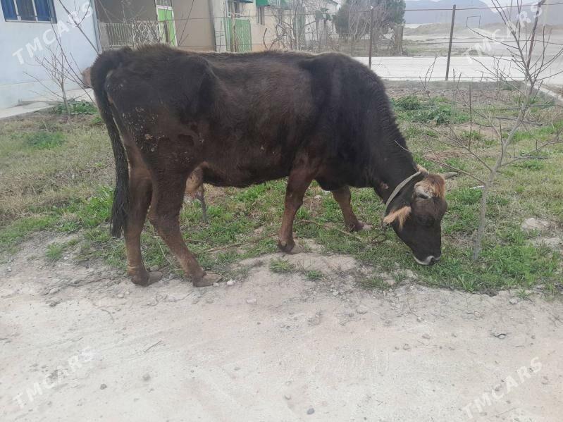 Sygyr - Büzmeýin - img 1