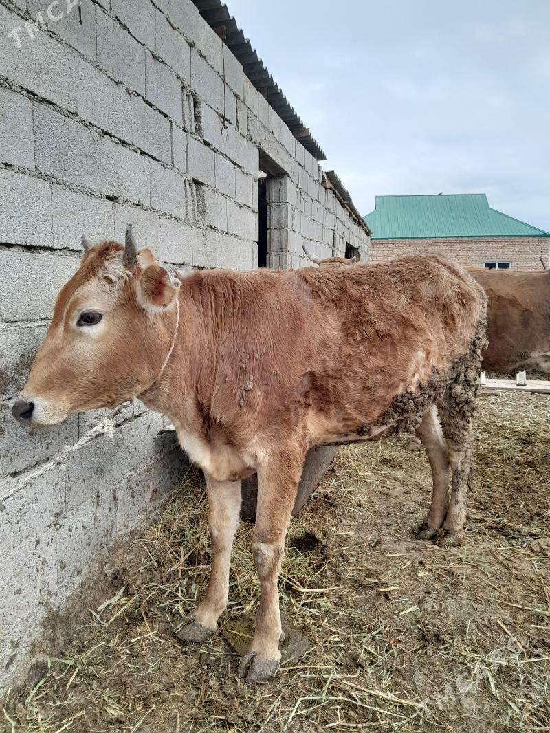 bakylan tuwe - Bäherden - img 1