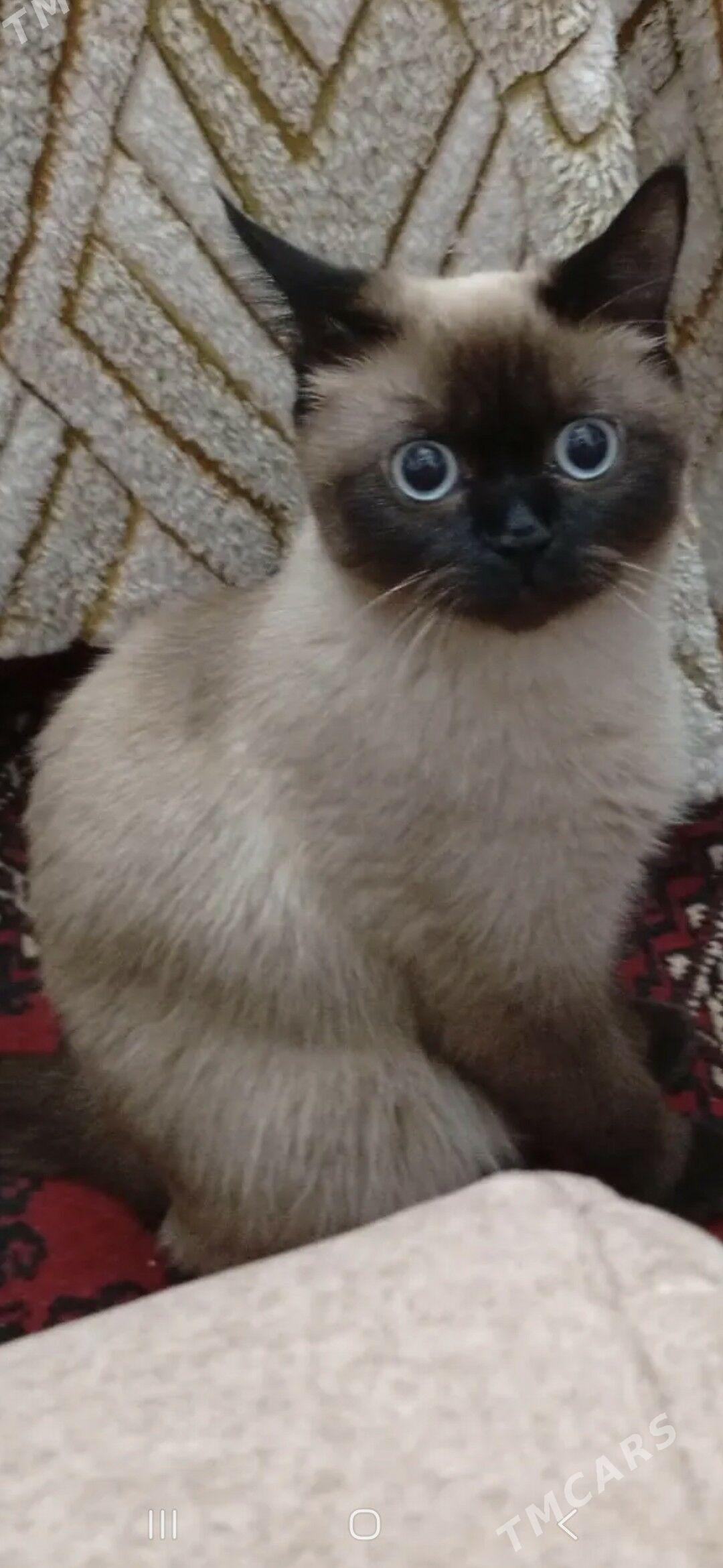 кошка - Mary - img 1