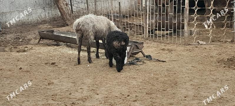 GUZYLY GOÝUN - Гёкдепе - img 1