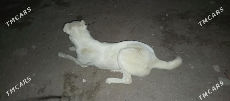 Alabay, Ak guş - Фарап - img 1