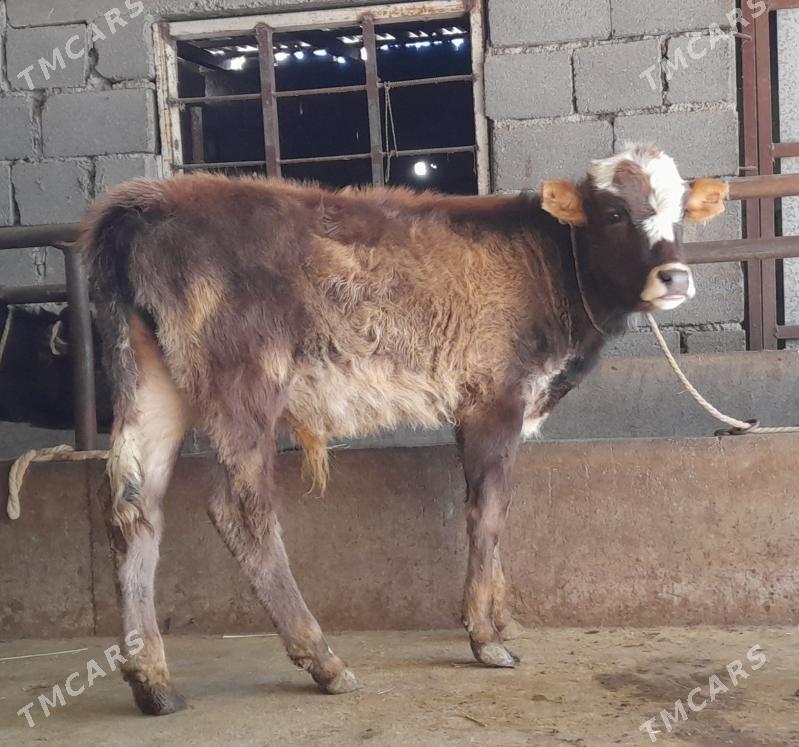 öküz tuwe - Бузмеин - img 1