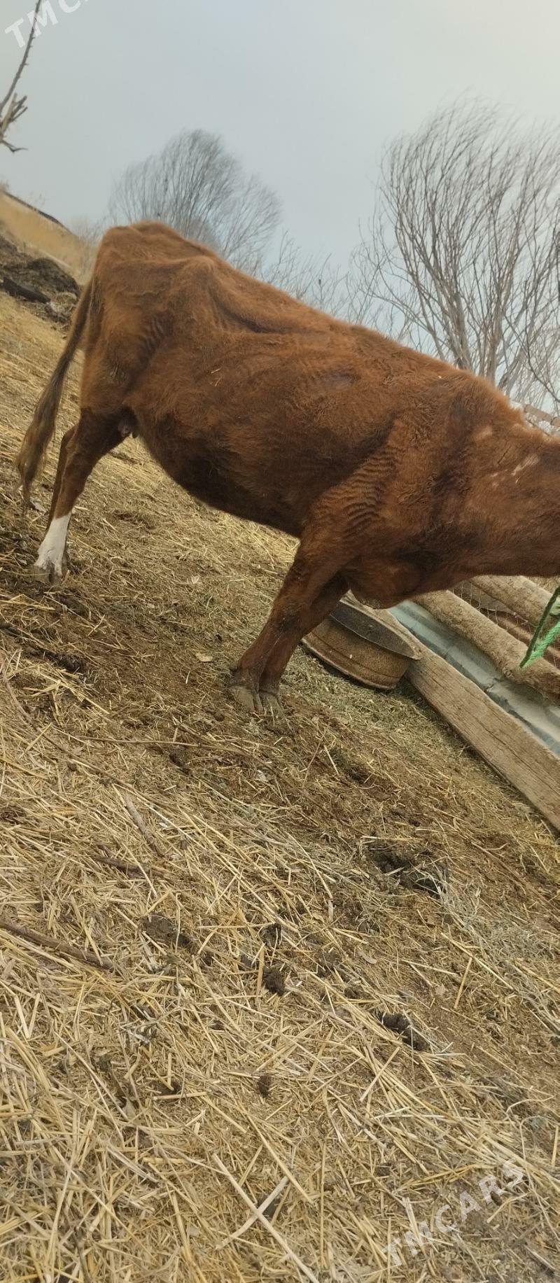 9саны сыгыр - Чарджоу - img 1