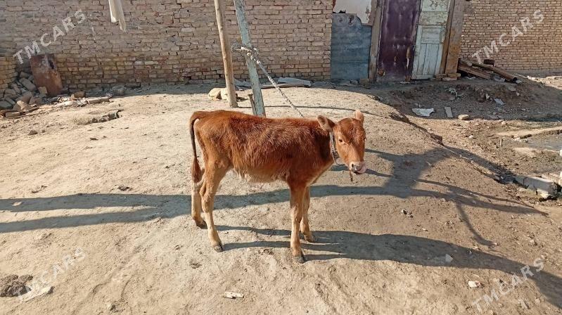 унажын хожек - Туркменабат - img 1