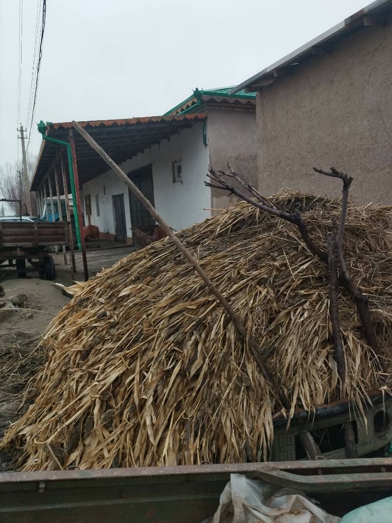 Satlk jowen ot prawda eramda - Gurbansoltan Eje - img 1