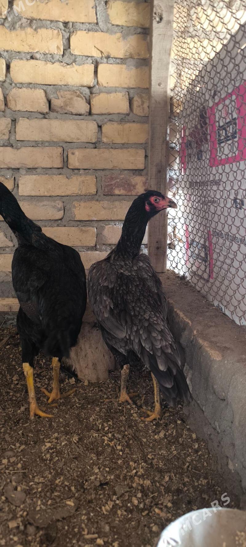 бойцов яйца - Hojambaz - img 1