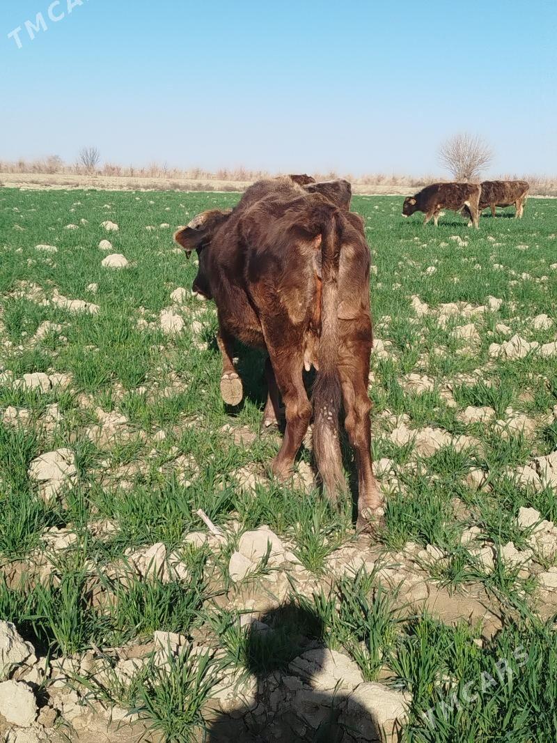 sygyr - Бахарден - img 1