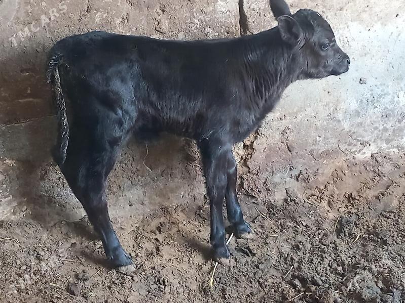 ÇORNY PYŸOSDYR GÕLE - Ашхабад - img 1