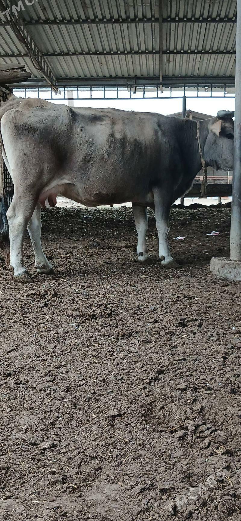 sygyr - Анев - img 1