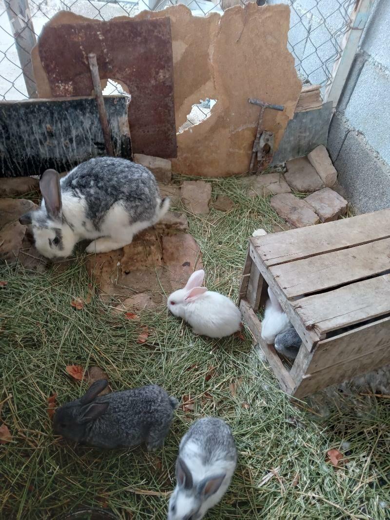 WELIKAN TOWŞAN - Gökdepe - img 1