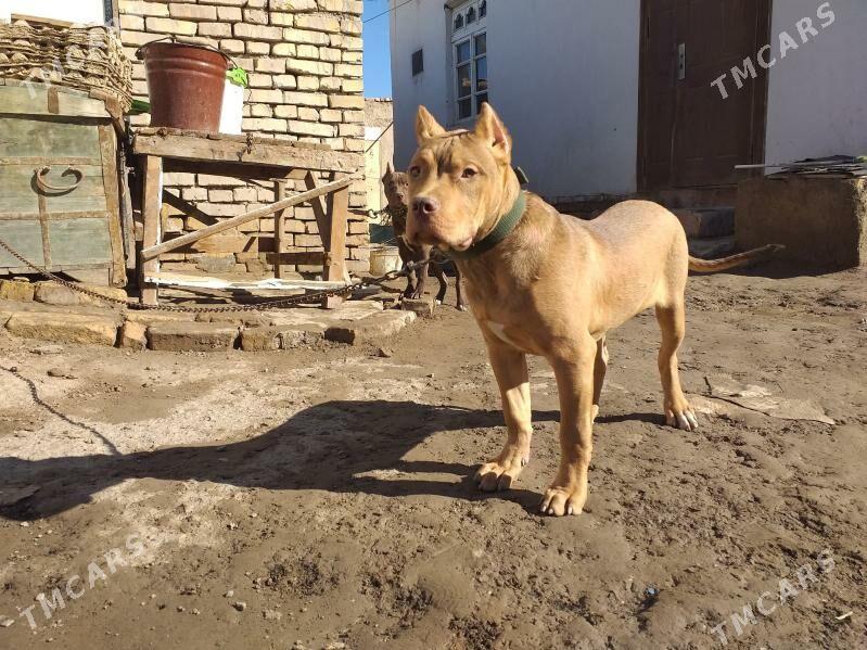 pidbul - Daşoguz - img 1