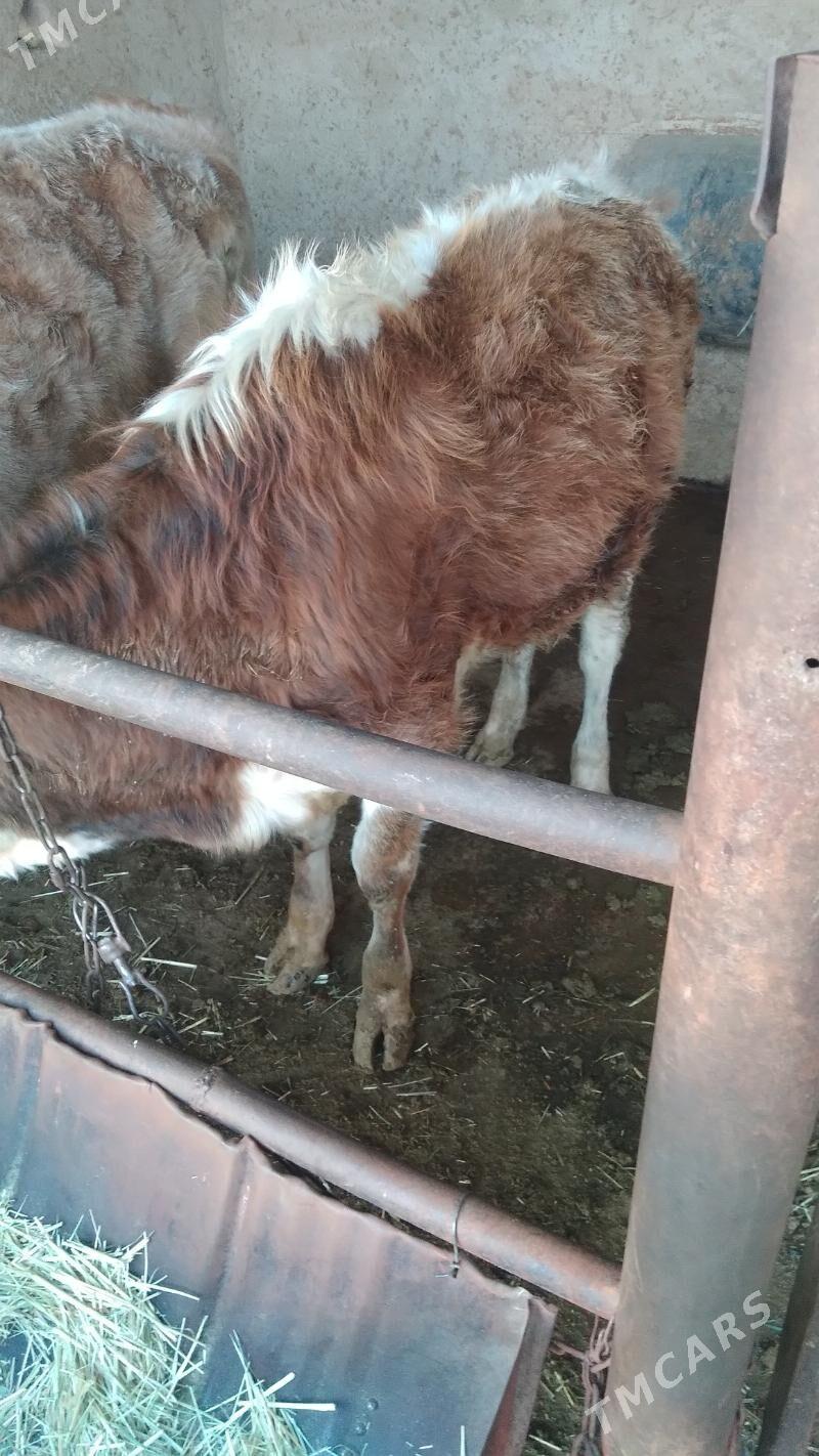 ökùz - Babadaýhan - img 1