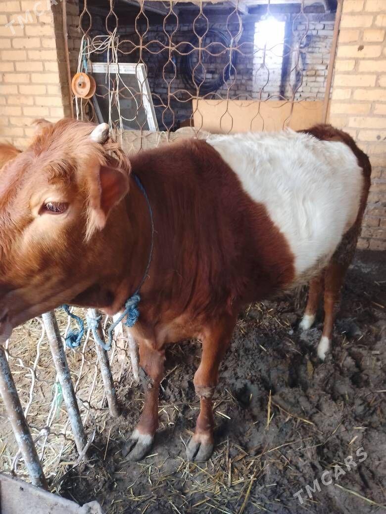 unajyn - Türkmenabat - img 1