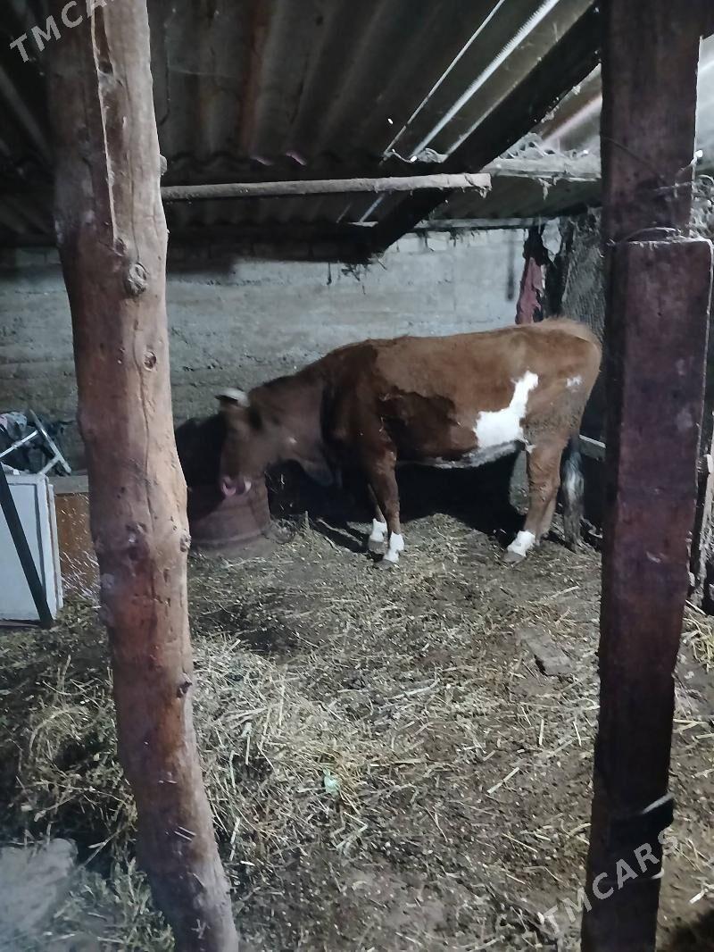 sygyr - Gökdepe - img 1