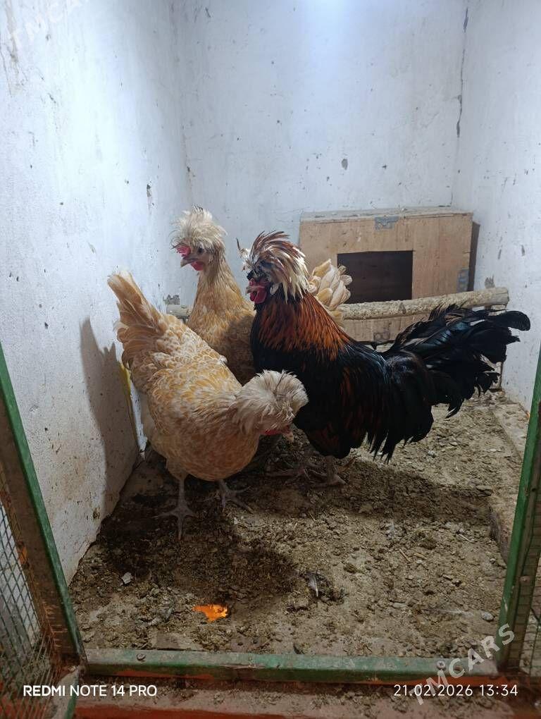 karlik dekaratiwni - Сакар - img 1