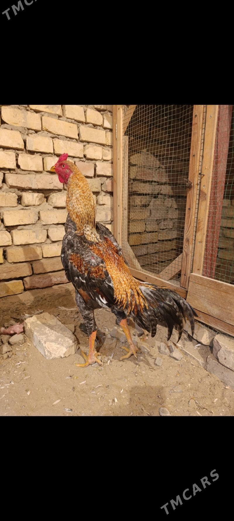 Taskent - Мары - img 1