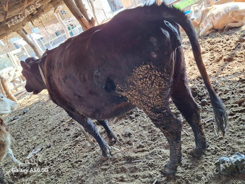 Gibrit unajin - Farap - img 1