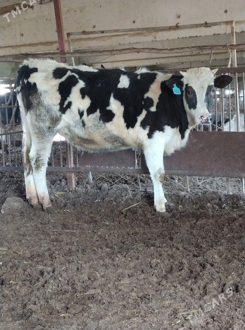 Simental bogaz gunajyn - Sakar - img 1