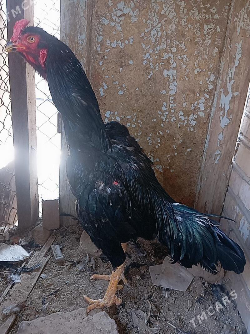 Baysok Horoz - Mary - img 1