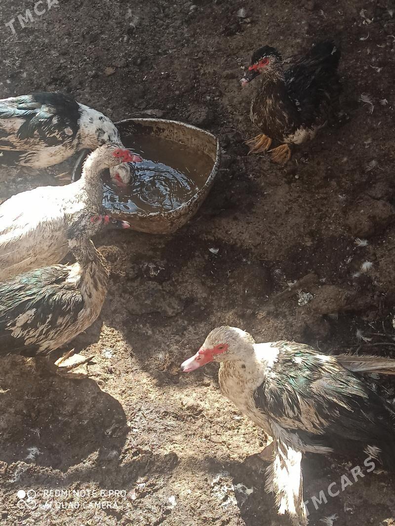 muskus erkek - Türkmenabat - img 1