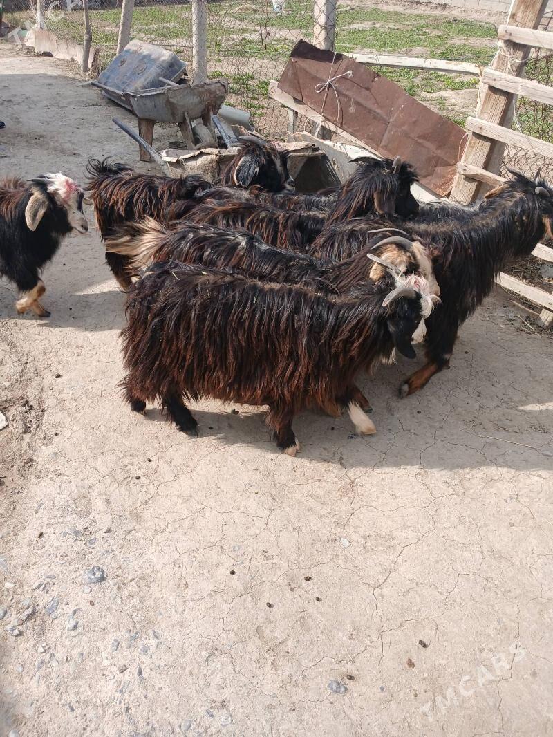 Çewiş - Gökdepe - img 1