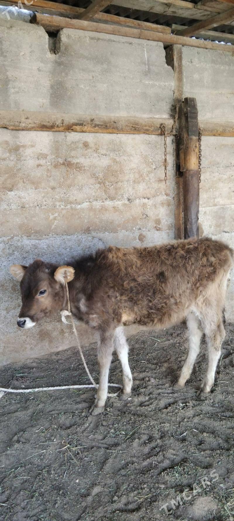 tuwe - Gökdepe - img 1