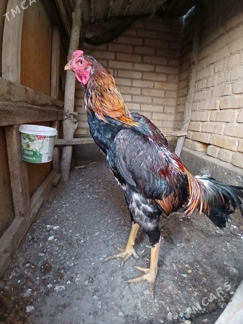 baysok - Чарджоу - img 1