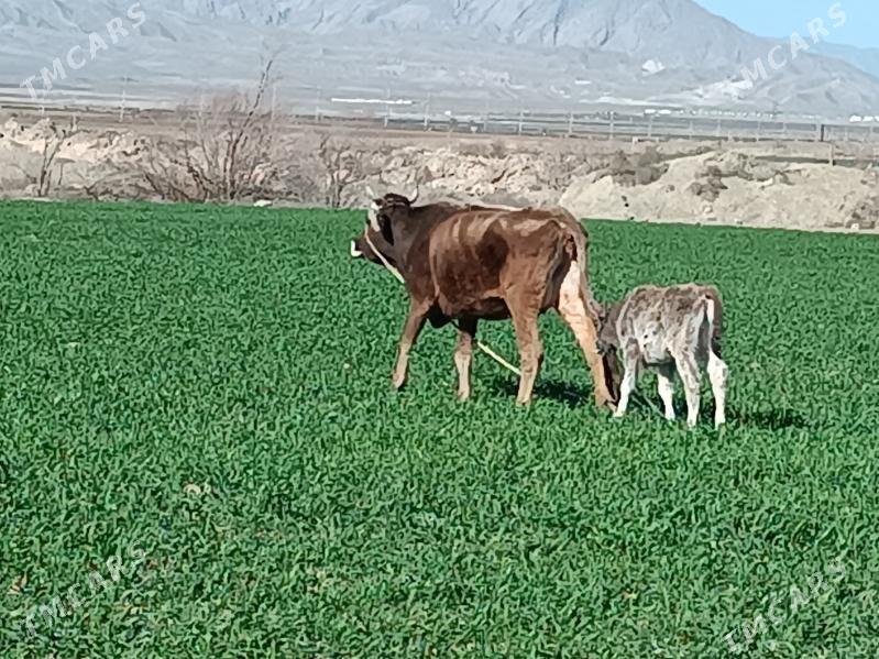 Göleli Sygyr - Бахарден - img 1