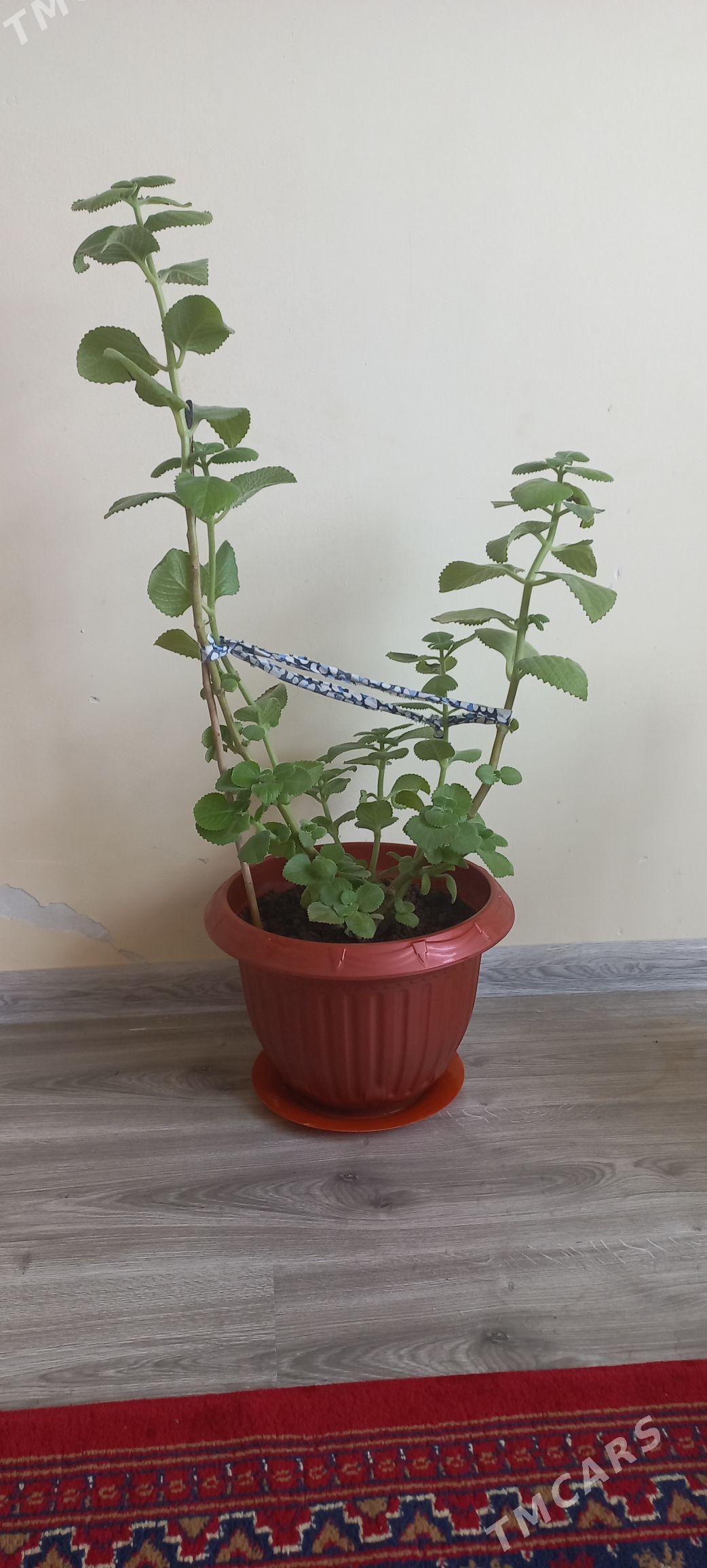 narpyz gül - Änew - img 1