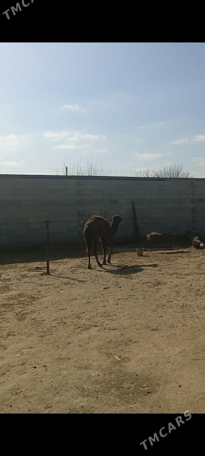 Torym - Бахарден - img 1