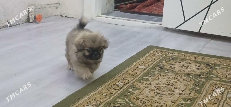 собака пекинес - Mary - img 1