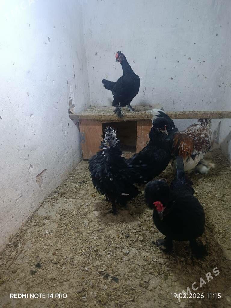 karlik troyka - Sakar - img 1