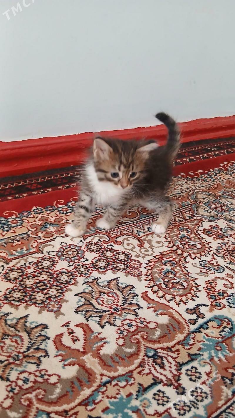 Pişik - Туркменбаши - img 1