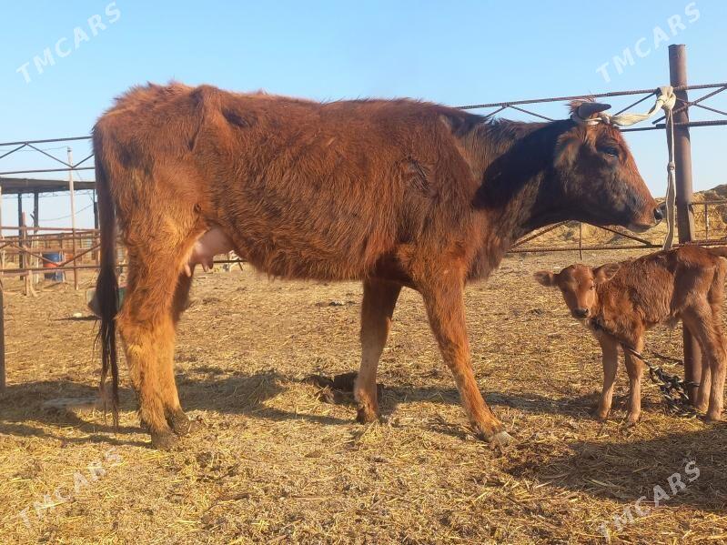 göleli. - Wekilbazar - img 1