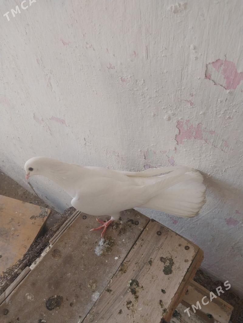 kepderi - Гызыларбат - img 1